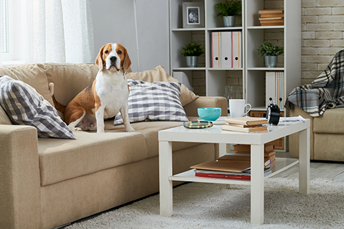 – iStock 950847168 blog – Removing Pet Hair From Floors, Furniture, and More | 2-10 Blog